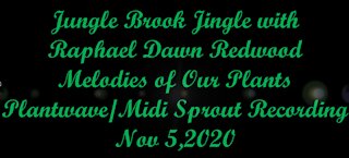 Jungle Brook Jingle with Raphael Dawn Redwood