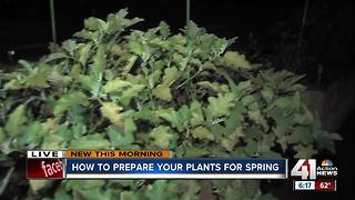 Before winter hits, learn how to prepare your plants for spring