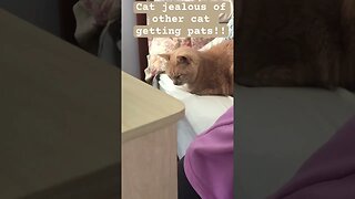 Cat jealous of other cat getting pats