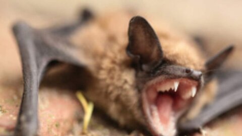 Watch bat video very closely