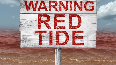 Red Tide Makes Tourists Angry in Florida September 2021