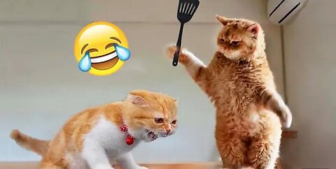 "Laugh Out Loud: The Top 10 Naughty Cat Antics"😻😻😅🤣🤣