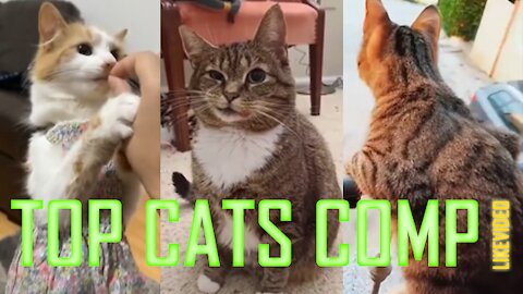 TOP CAT MEMES COMPILATION OF 2020 LIKEVIDEO