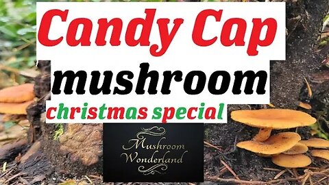 Candy Cap Mushrooms! Christmas Special