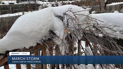 How to take care of your trees after the storm