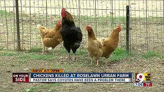 Chickens killed at Roselawn urban farm