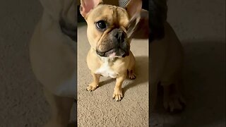 Sophie the Frenchie loves her Horn! #frenchie #frenchbulldog