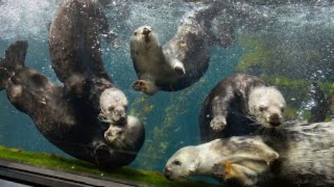 OTTERS GO SWIMMING IN GIANT FRESHWATER LAGOON ! WHAT HAPPENS ?!