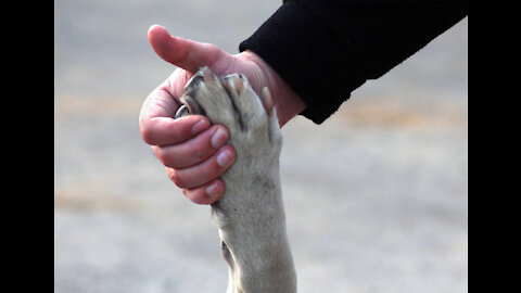 DOG SAVE BLIND MAN