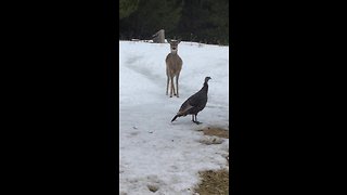 Tantrum-throwing deer demands treats by stomping hoof