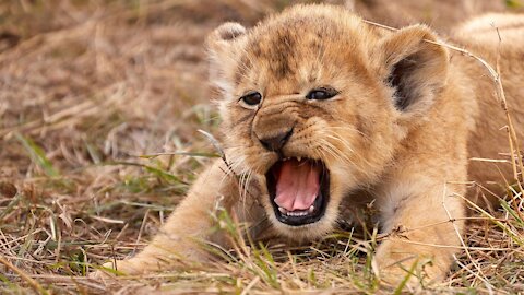 Watch these Funny and Cute Baby Tiger's and Lion Videos