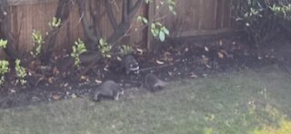 raccoons in my backyard 2