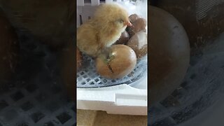 Ever seen a baby chick hatching? #einsteinsbackyard #shortvideo #chickens #hatchingchicks #hatching