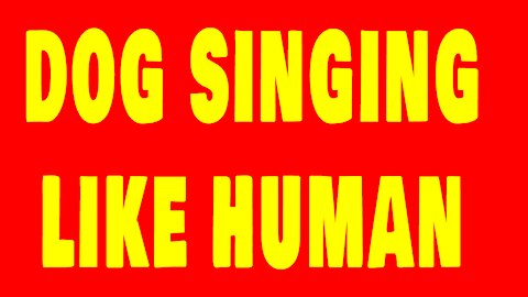 Singing Dog Chippy Dog Sing Like a Human