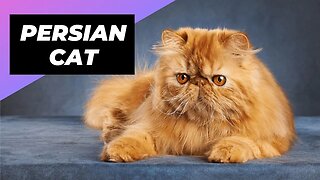 Persian Cat 🐱 One Of The Most Expensive Cats In The World #shorts #persiancat #cat