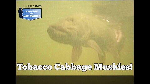 Tobacco Cabbage Flats Muskies