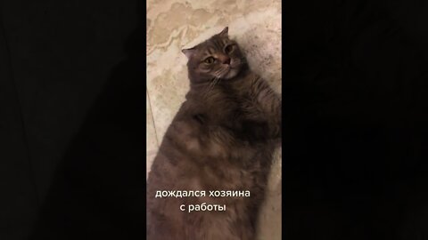#shorts Смешные Коты Из Тик Тока 185 Funny Cats From Tiktok