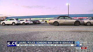 Police: Someone purposely spilled popcorn at Laurel shopping center just to kill seagulls