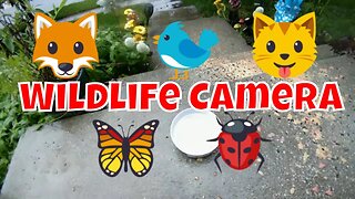 Wildlife And Feral Cat Camera 🌻