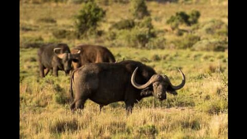 Bufali salvano cucciolo di elefante dalle grinfie dei leoni