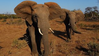 Nearly 90 Elephants In Botswana Reportedly Poached