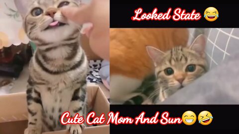 Cute Cat Mom And Sun Funny Moments Animals Cat Lovers