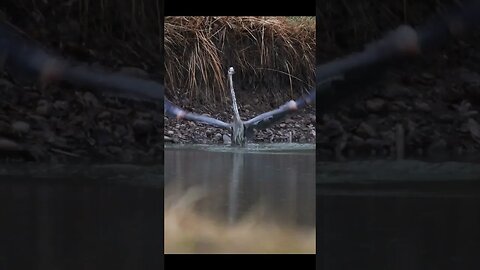 SLO-MO Heron Dive and Flight #wildlife