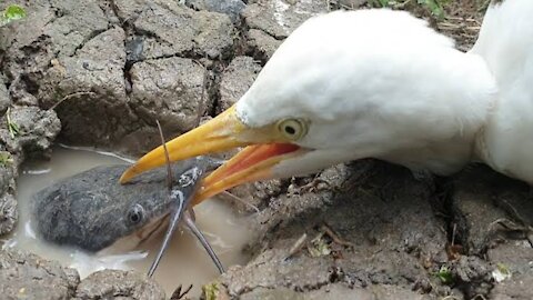 Unique Hunting Style | Bird Hunt Big Catfish Dry-Fish-Hole | Egret Eating Fish Video |