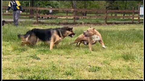 German shepherd attack pitbull [OFF LEASH DOG PARK]