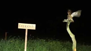 This owl has a serious night vision problem!