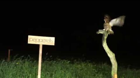 This owl has a serious night vision problem!