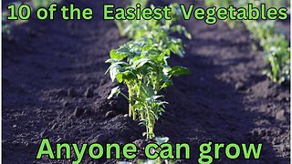 10 of the easiest vegetables anyone can grow