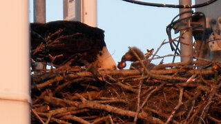 Eaglets At About 3 Weeks