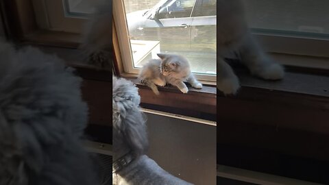 Aussiedoodle Trouble With New Kitties.