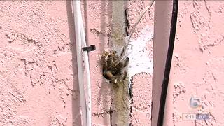 Bees invade couple's Wellington home