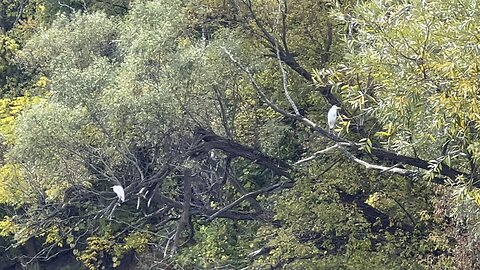 Couple of White Egrets on a tree chilling