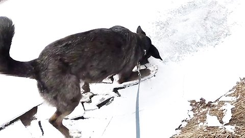 Puppy Goes Crazy Over Ice Breaking At Edge Of Pond