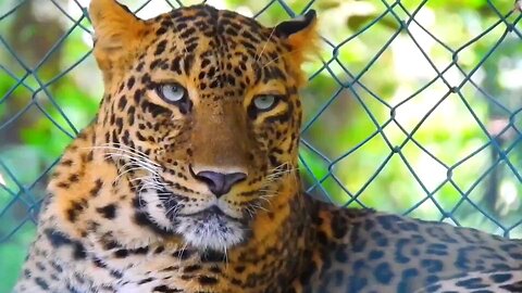 Leopards in the wild and in captivity