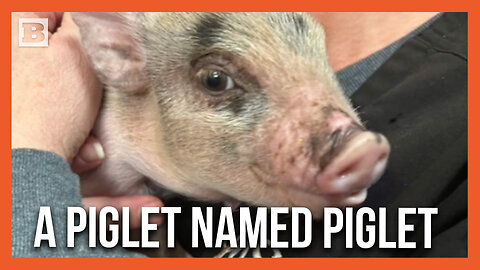 A Piglet Named Piglet Rescued After Being Tossed Around Like a Football