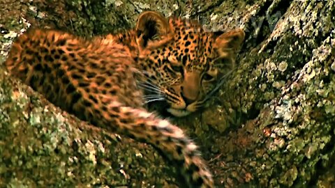 The cute leopard cub looks like a first love
