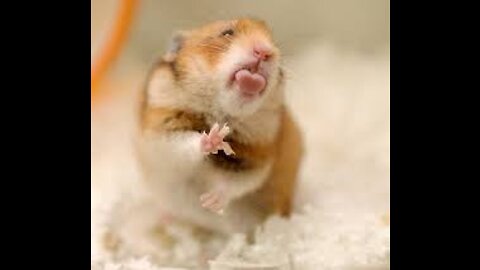 Funny and greedy hamster !!!