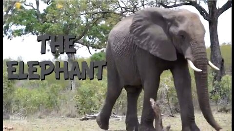 SaferGames.com - Animal Empathy Workshop - Elephants