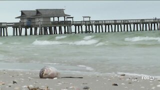 Red Tide causing dead fish to wash up in Naples