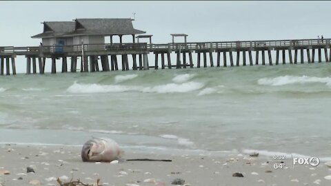 Red Tide causing dead fish to wash up in Naples