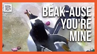 Penguin Love: Special Pebble Gifting Rituals Captivate During Nesting Season
