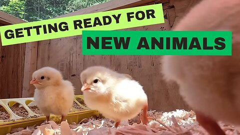 Let's Build a Brooder Before Chickens Arrive on the Homestead | Growing Food