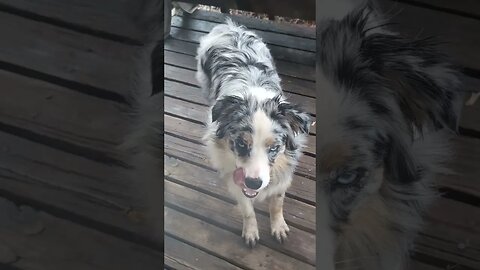 Muddy paws is a happy puppy