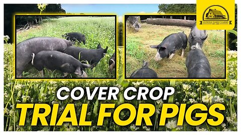 Testing Cover Crops for Pigs: How Well Will It Work?