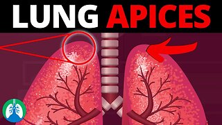 Lung Apices (Medical Definition) | Quick Explainer Video
