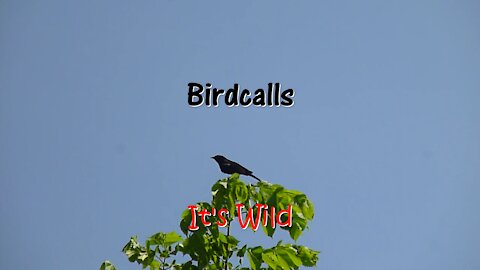 Bird-calls atop a tree on a windy day.